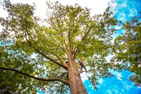 Best Residential Tree Removal  in Spring Lake Heights, NJ