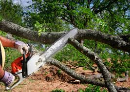 Best Fruit Tree Pruning  in Spring Lake Heights, NJ