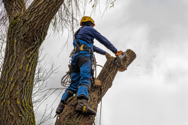 Leaf Removal Services