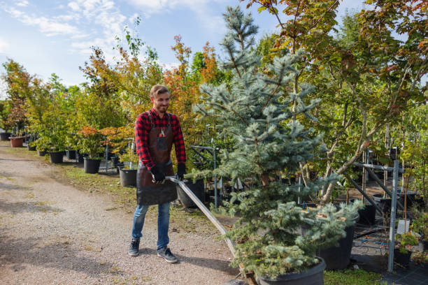 Best Tree and Shrub Care  in Spring Lake Heights, NJ