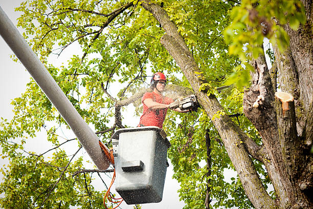 Best Commercial Tree Removal  in Spring Lake Heights, NJ